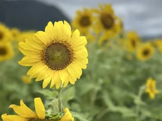 Waimānalo Country Farms