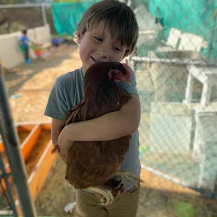Chicken love on the farm.