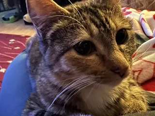 Animal Rescue Foundation