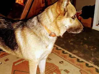 German Shepherd Rescue of Tulsa