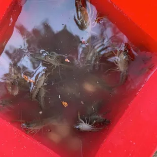 Caught 30+ crawfish in an hour!