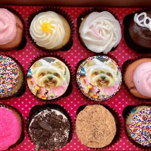 A variety of cupcakes for the 'humans'