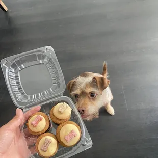 Clifford excited to try his treats