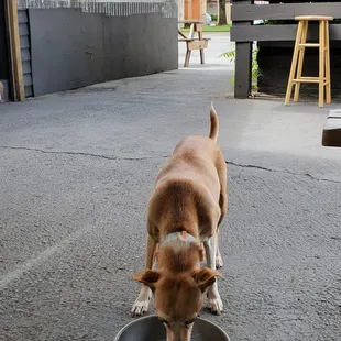 a dog eating out of a bowl