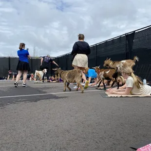 Goat yoga