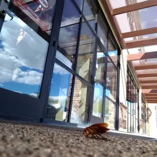 Sadly we noticed these guys AFTER we ate  That doesn't give you a good feeling.