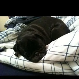 Asha B.