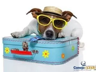 Club Paradise Pet Salon & Spa