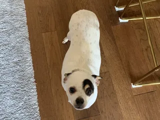 Pampered Pets Veterinary Clinic & Spa