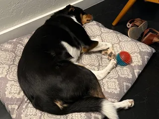 Harvest Hills Veterinary Hospital