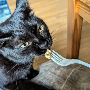My cat enjoying the egg from the Veggie Drunken Noodle