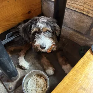 Dog and Doggo Delight