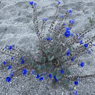 In the wash. You can walk in the wash but it feels like walking on sand at the beach.