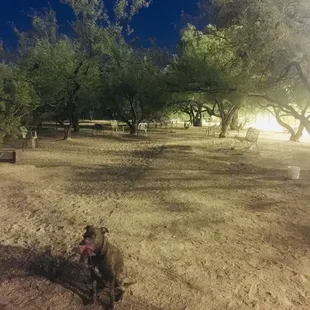 Plenty of space to roam!