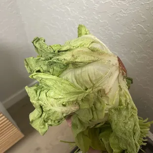 Lettuce