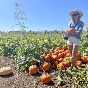 Soooo many pumpkins to choose from.