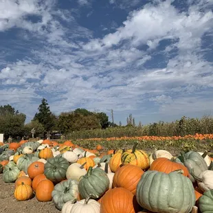 Beautiful variety of pumpkins