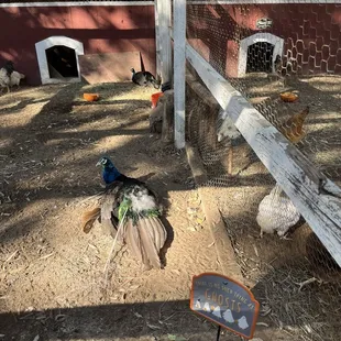 Peacock