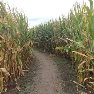 Corn Maze