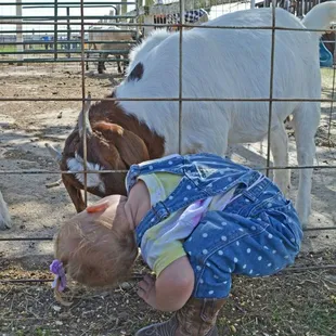 Well hello there, Mr Goat!