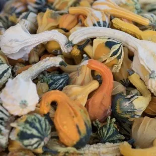 Gourds