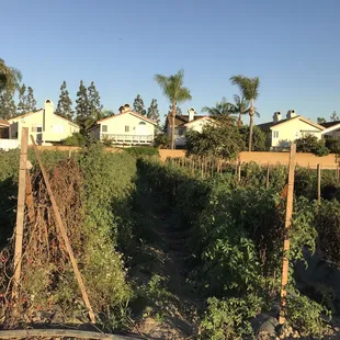 a row of houses in the background