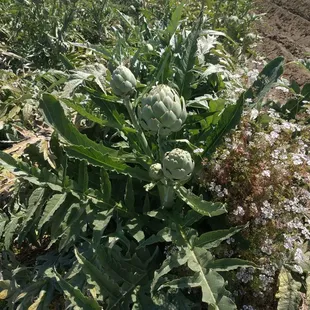 Artichoke