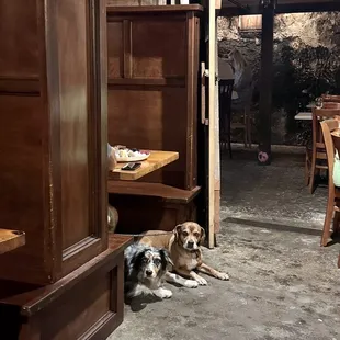 Dogs waiting for me to return from the car ;-)