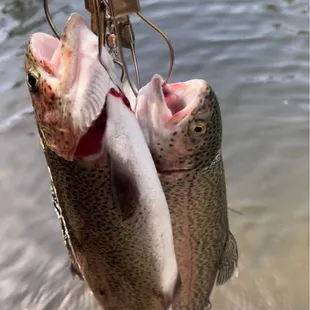 Some of the trout we caught