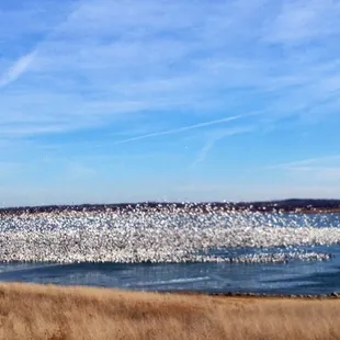 Snow geese taking off