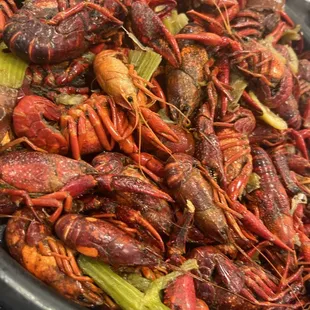 MUDBUGS