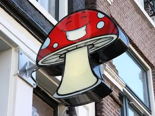 Mungus Shrooms