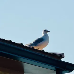 Another visitor enjoying the gorgeous weather.