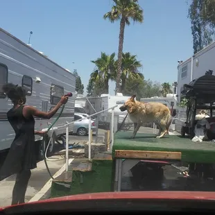 These are some of the cleanest dogs man does she made them like their children