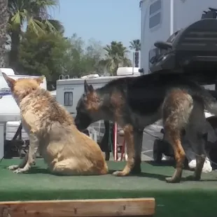 Call them both with the same time today they're both get a bath