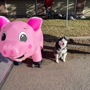 Smokey da Pig and Stellarose the Huskey