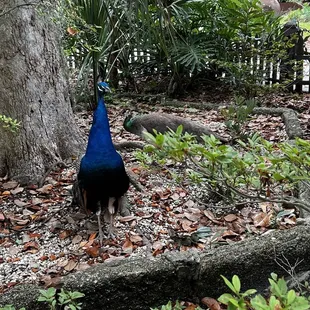 Peacocks