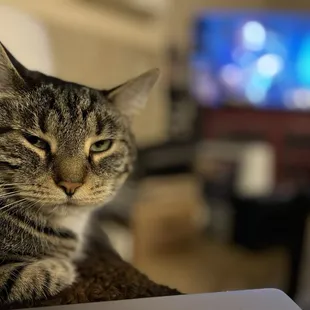 Even the cat rolled his one real eye.