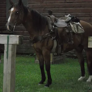 Seriously. Come on horse.