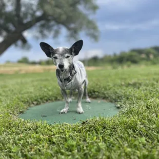 dog standing on a mat