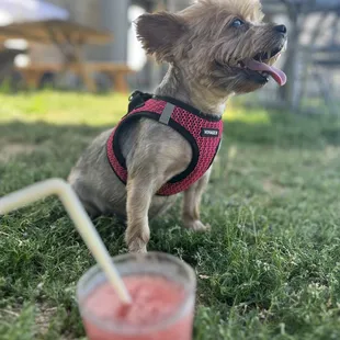  small dog with a drink