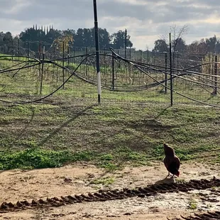  chicken in a field