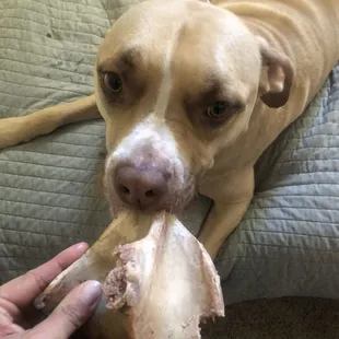 Free dog bones