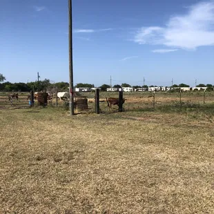 cows grazing in a field