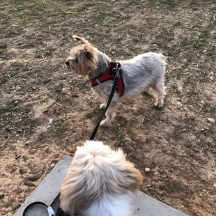 My pups at dog park