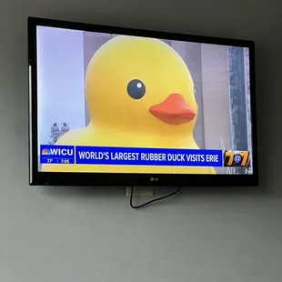 Huge fucking duck