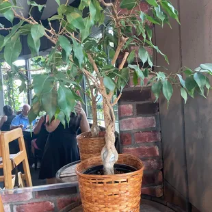 Yes, this is a golf ball inside the tree