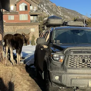 Best service and variety of menu! Don't miss the moose!