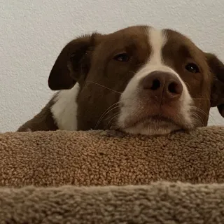 Bogey