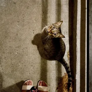 A cat outside I named Etouffee